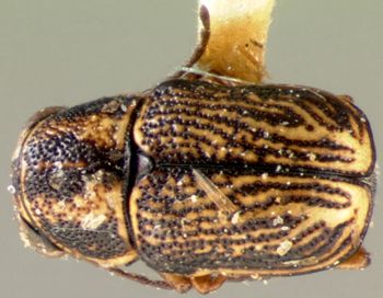 Media type: image; Entomology 8787   Aspect: habitus dorsal view